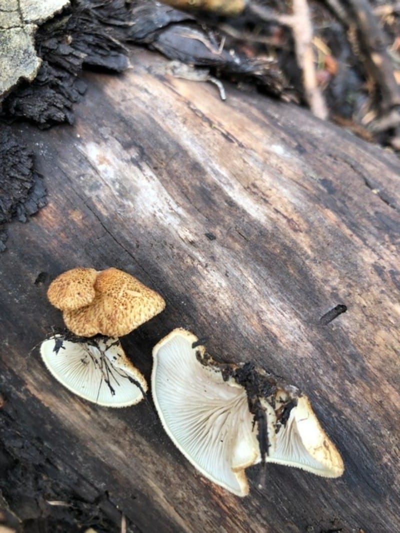 Scaly Oysterling (Crepidotus calolepis)