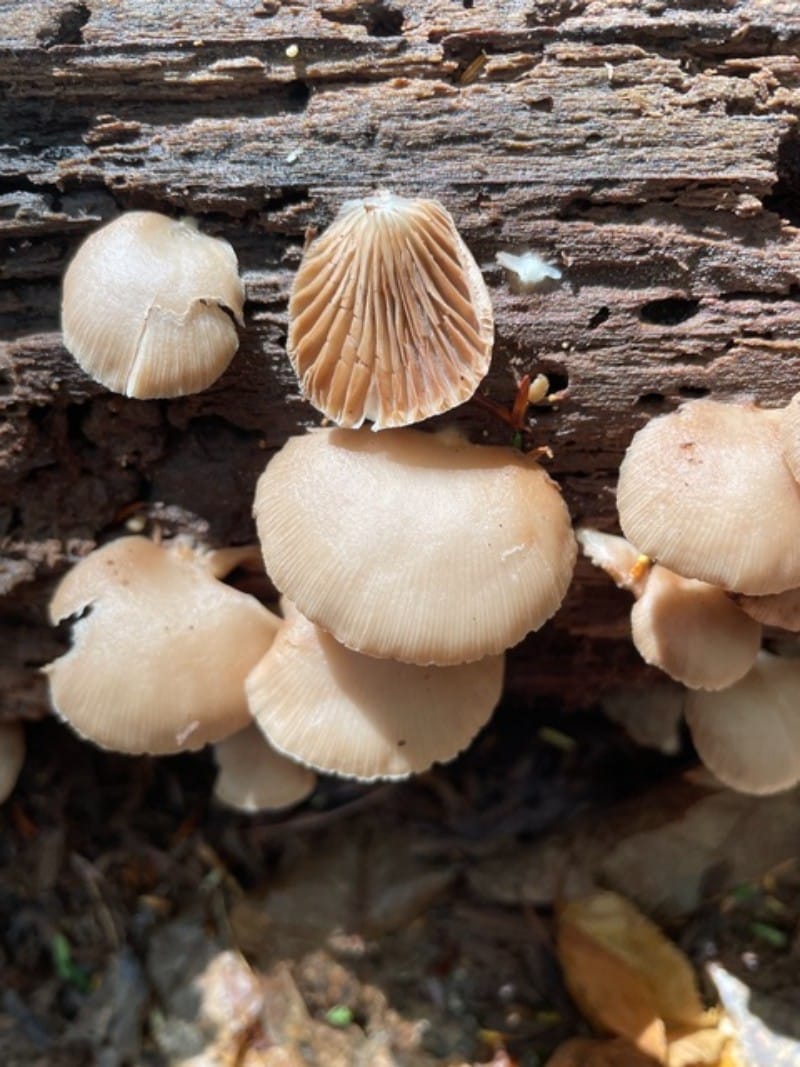 Crepidotus applanatus