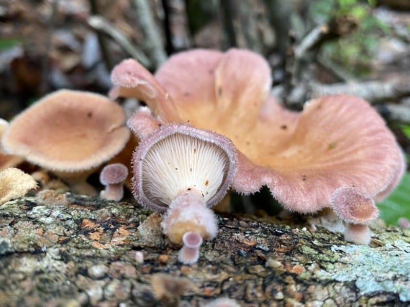 Ruddy Panus [Panus neostrigosus