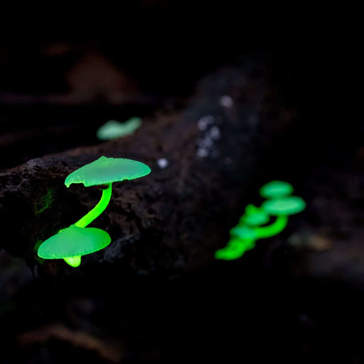 bioluminescent fungi mushroom