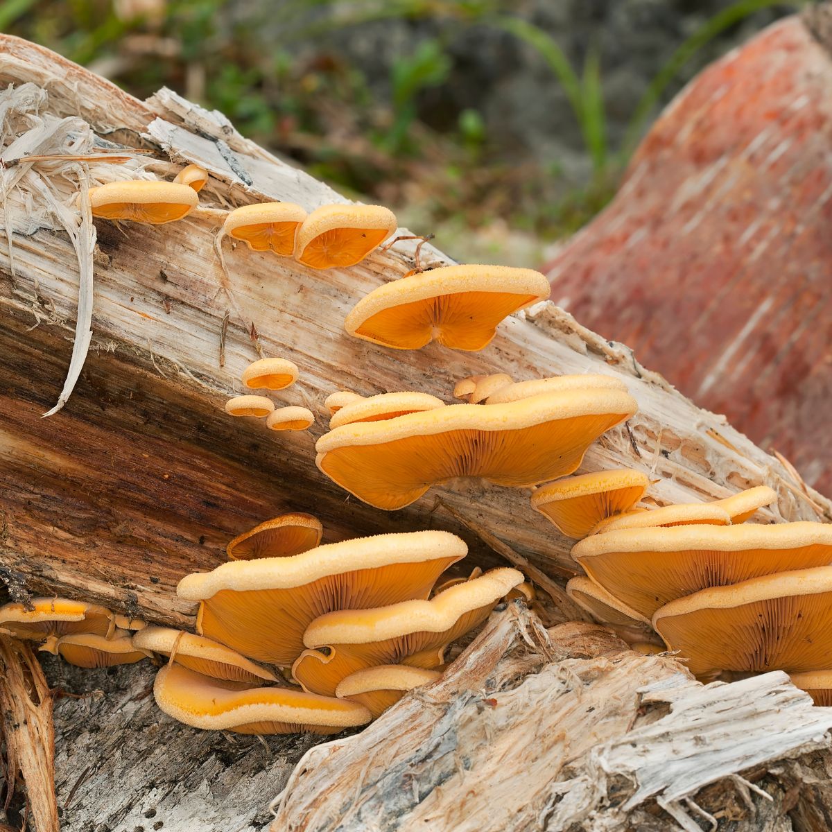 mock oyster mushrooms