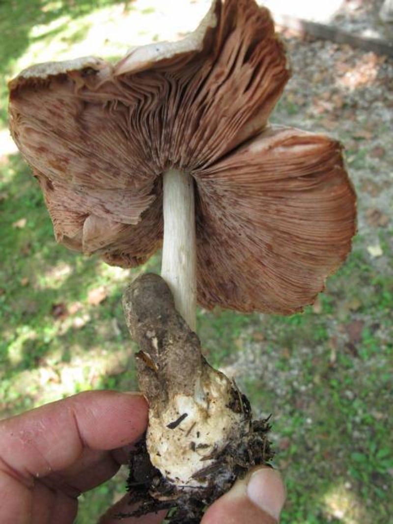 Volvariella volvacea