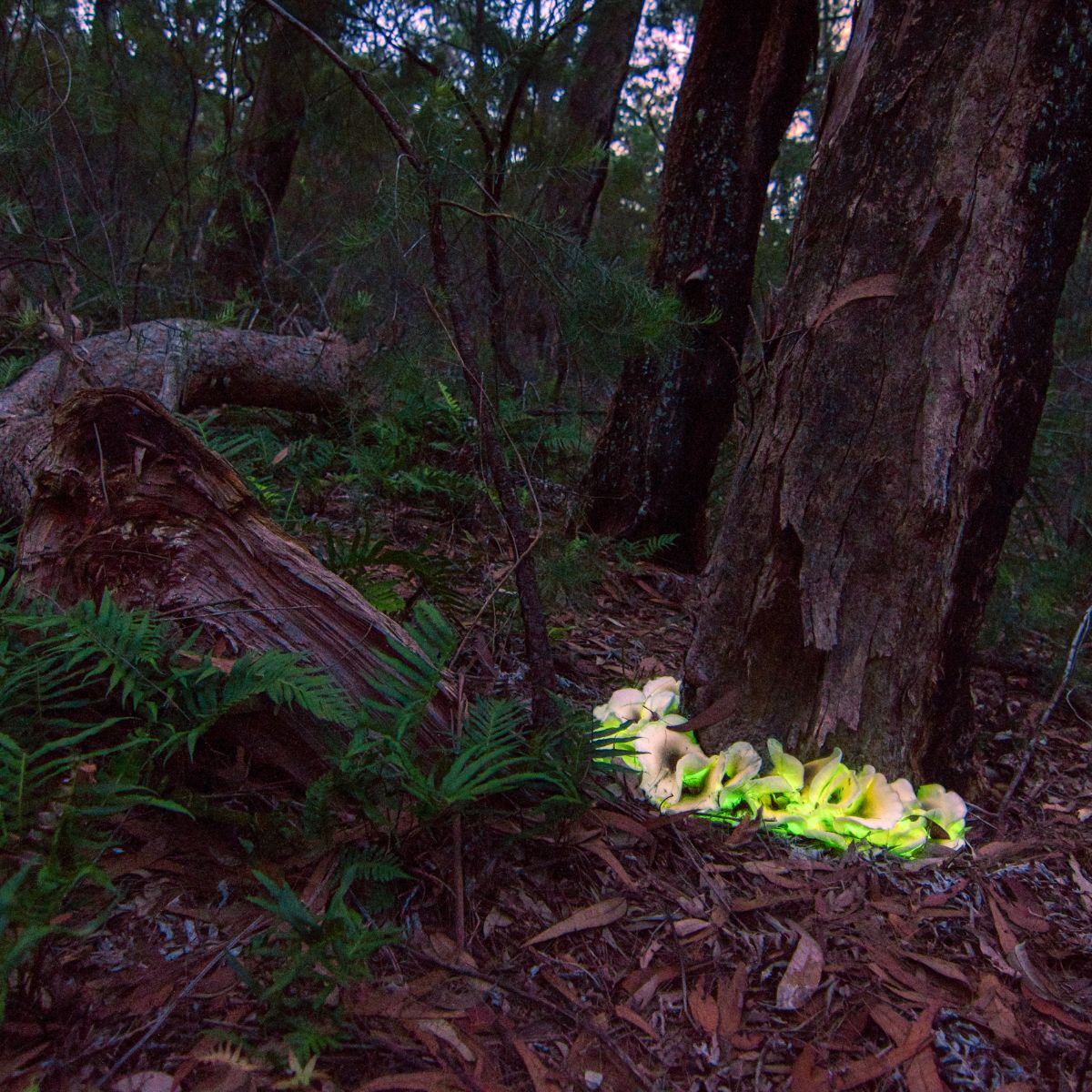 ghost fungus 
mushrooms glow in the dark