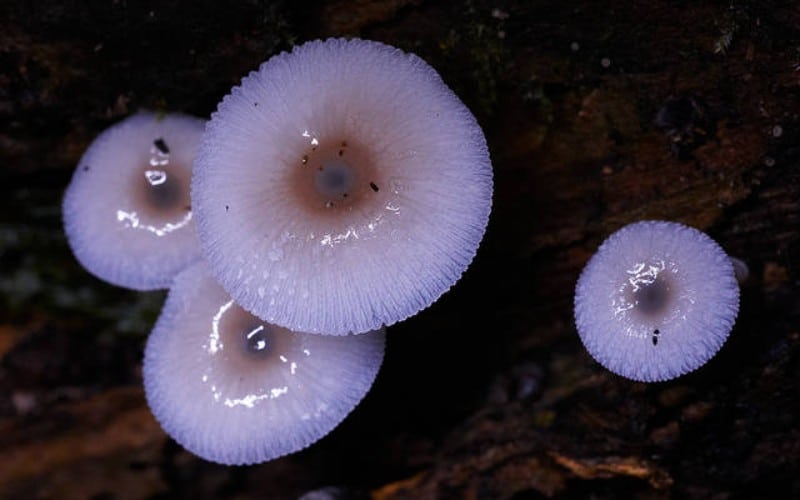 mycena chlorophos 
mushrooms glow in the dark
