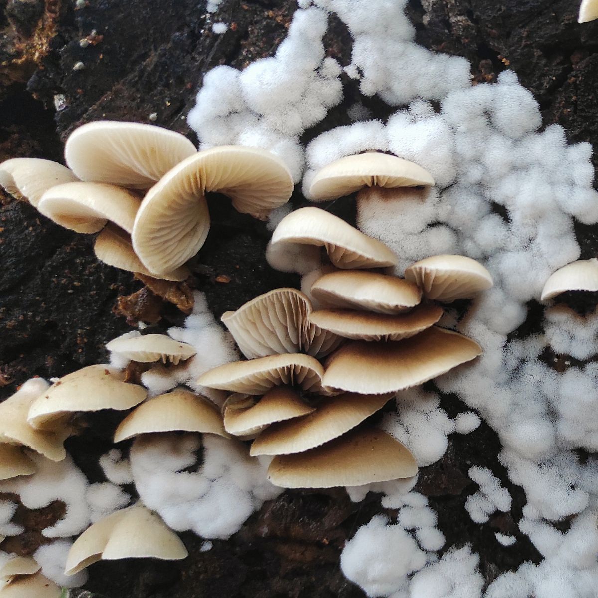 Peeling Oysterling (Crepidotus mollis)