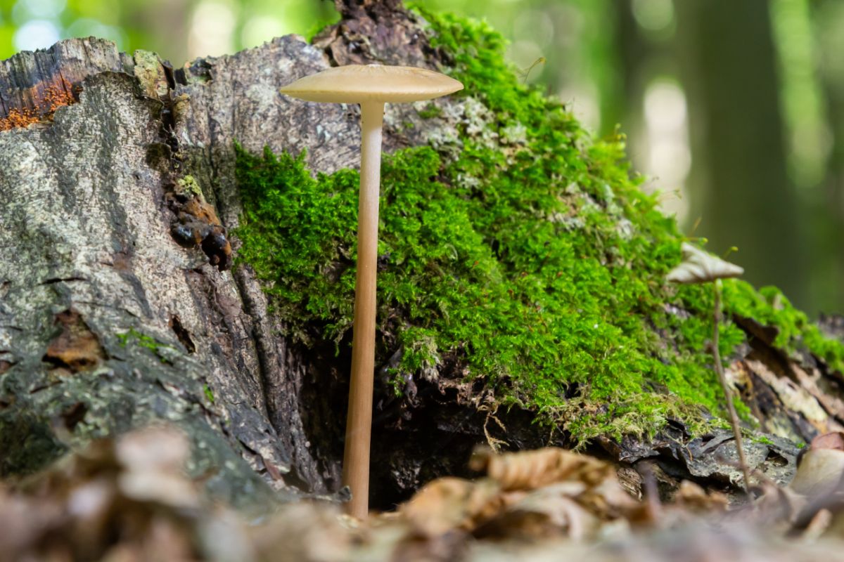 rooting mushrooms