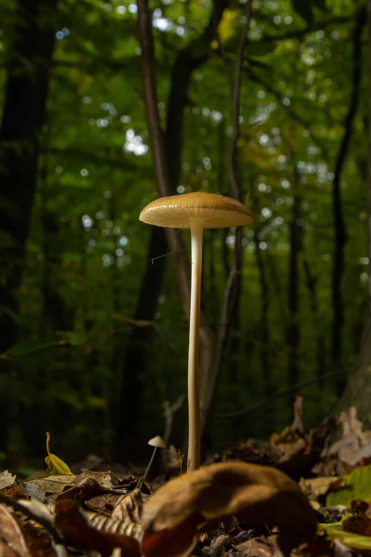 rooting mushroom