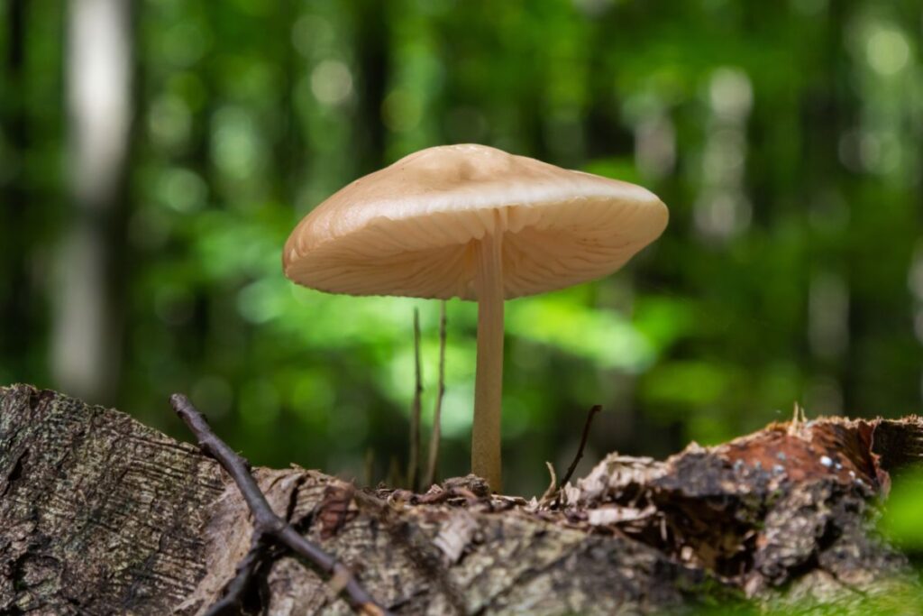 Beech Rooter Rooting Mushrooms of North America - Mushroom Appreciation