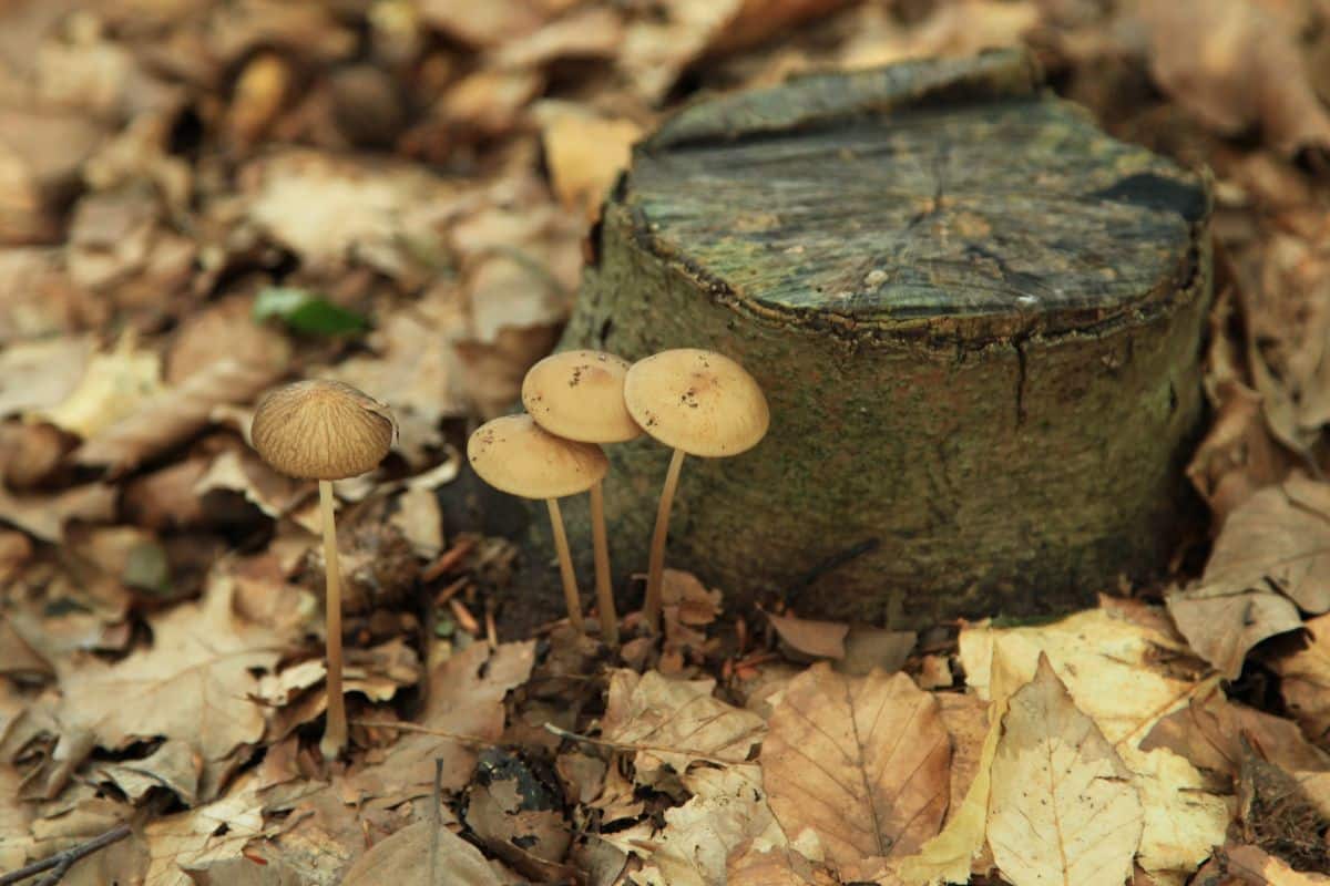 rooting mushrooms Hymenopellis