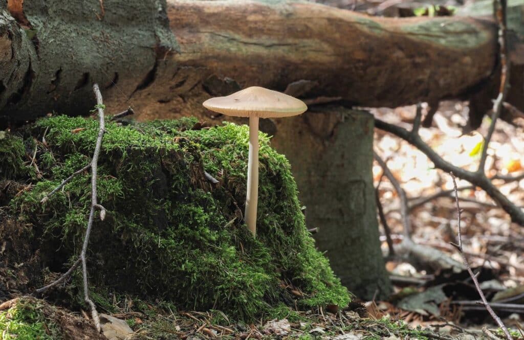 Beech Rooter Rooting Mushrooms of North America - Mushroom Appreciation