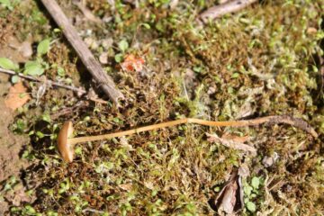Beech Rooter Rooting Mushrooms of North America - Mushroom Appreciation