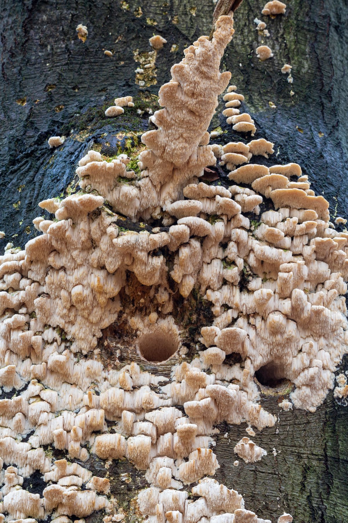 marshmallow polypore