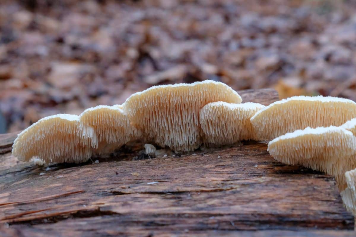 Irpiciporus pachyodon