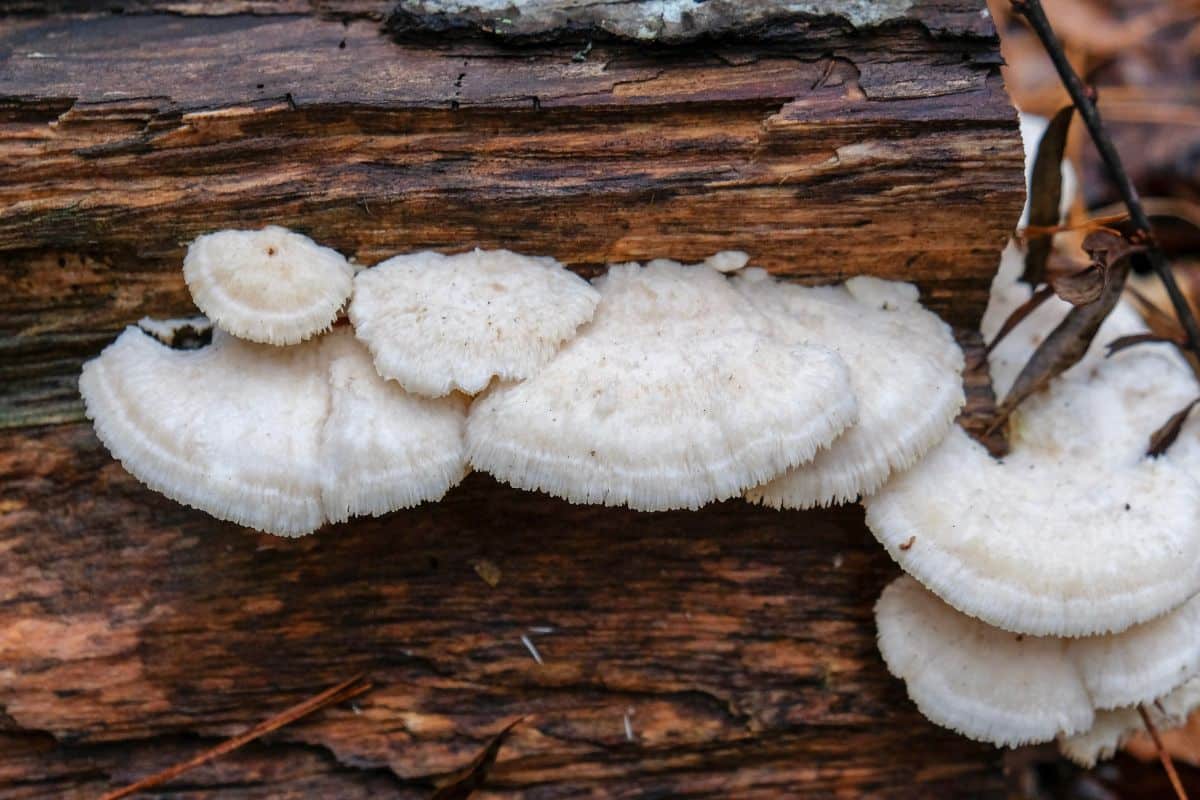 marshmallow polypore