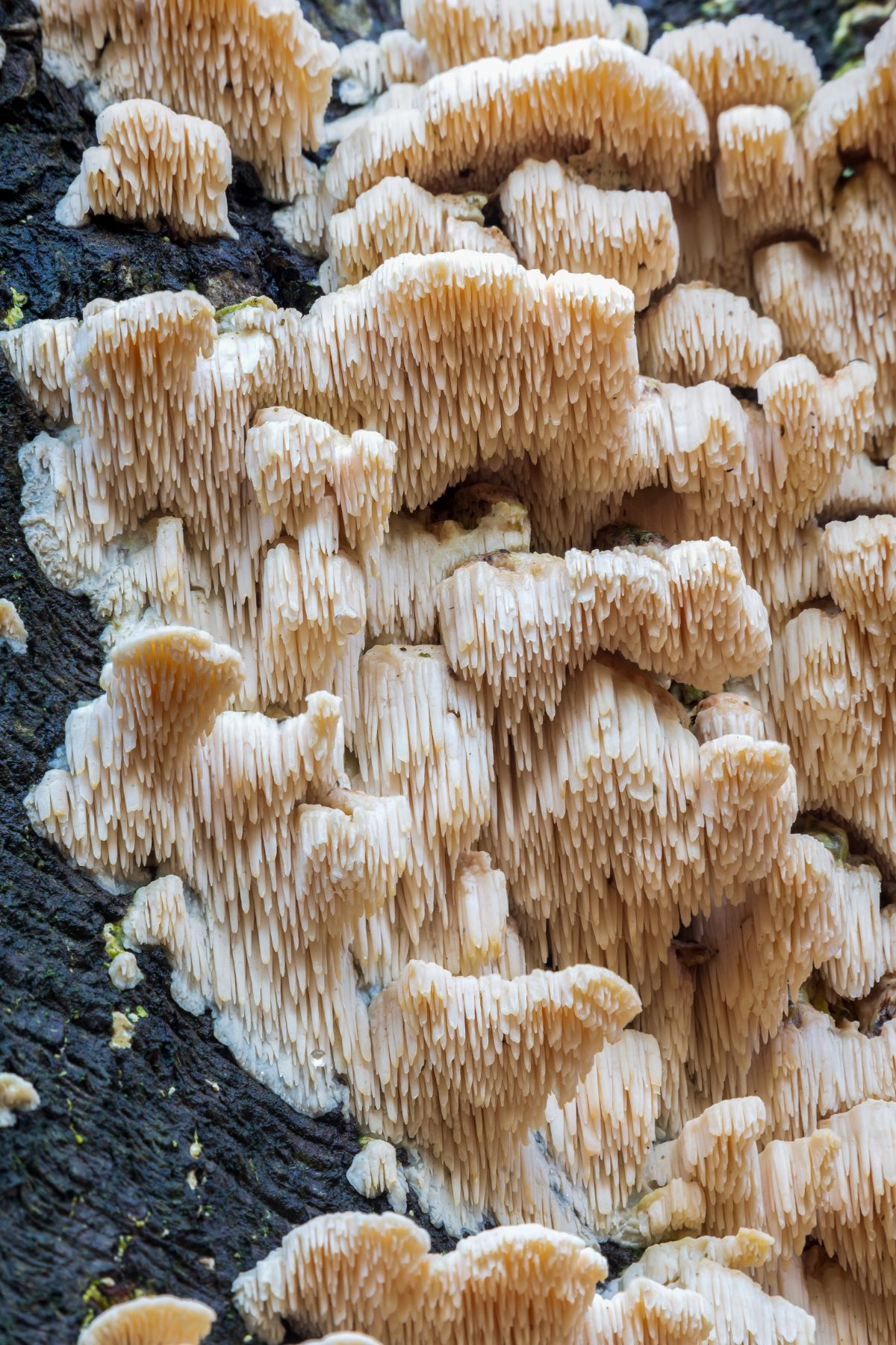 marshmallow polypore, spongy tooth polypore