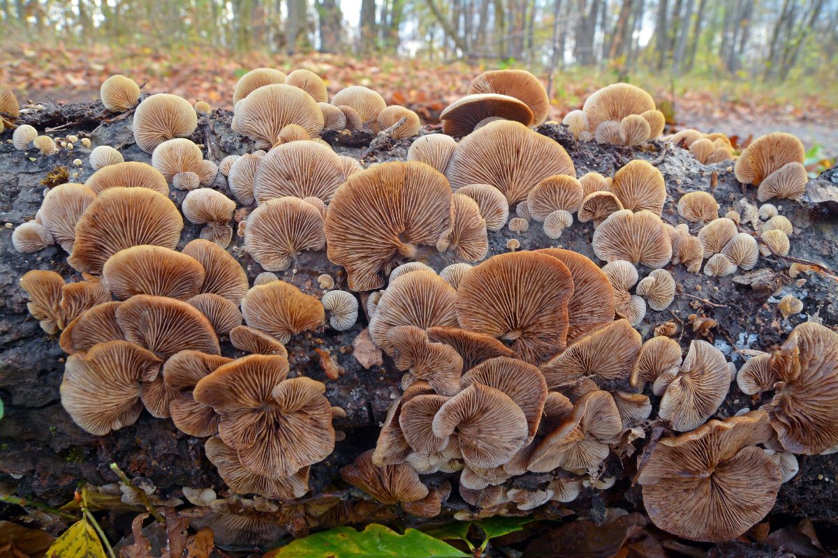 peeling oysterling mushrooms