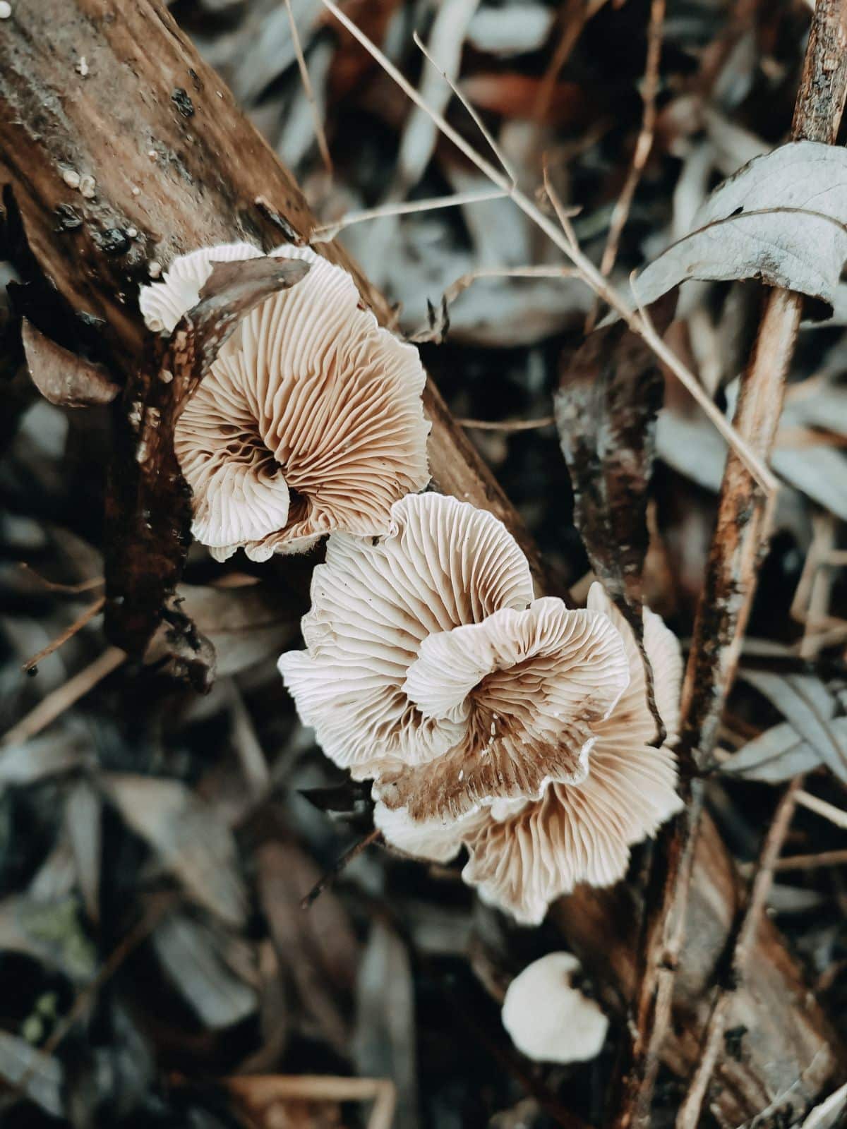 Crepidotus mollis