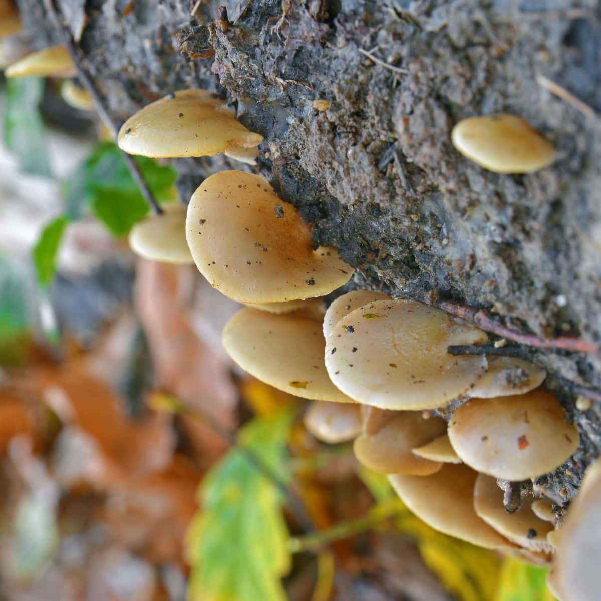 Crepidotus mollis