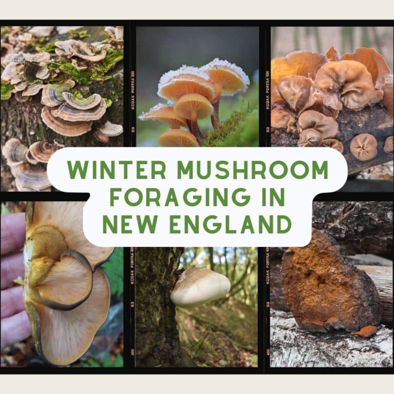 The nutritional value of mushrooms mushroom appreciation