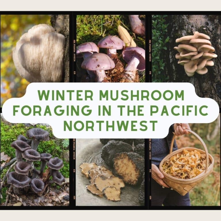 Nutritional Value Of Mushrooms