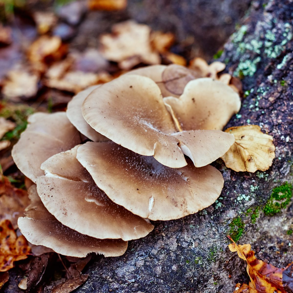 cleaning oyster mushrooms