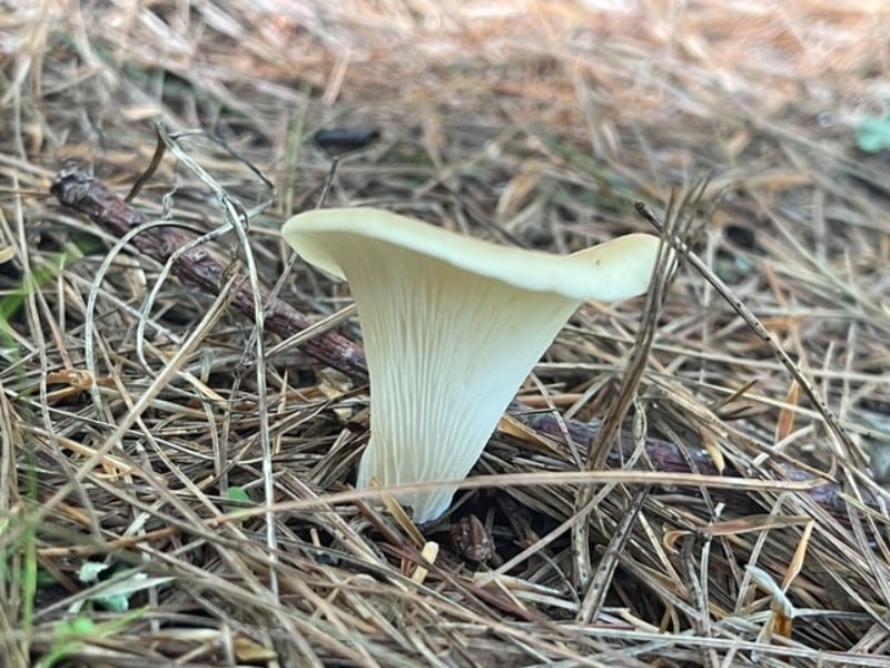 leaf like oyster mushroom