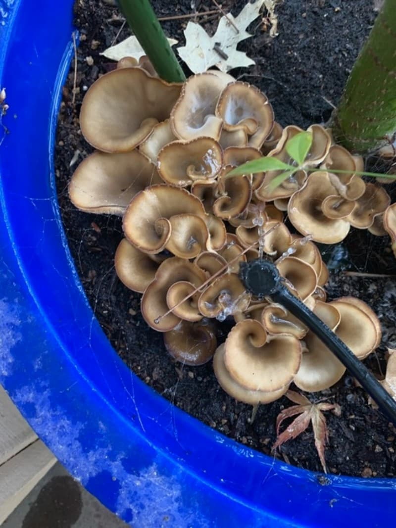 leaflike oyster mushrooms