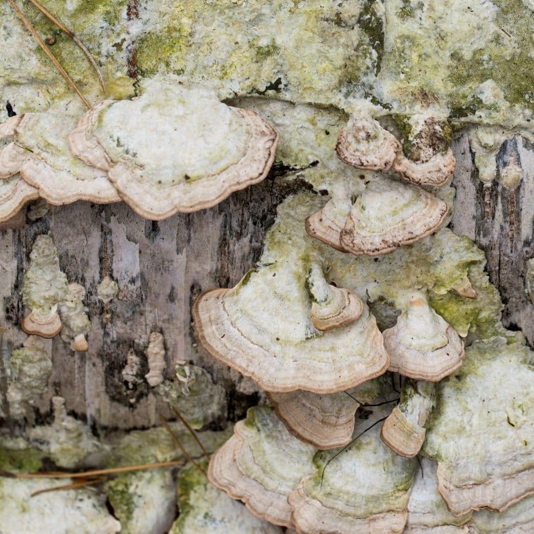 violet tooth polypore