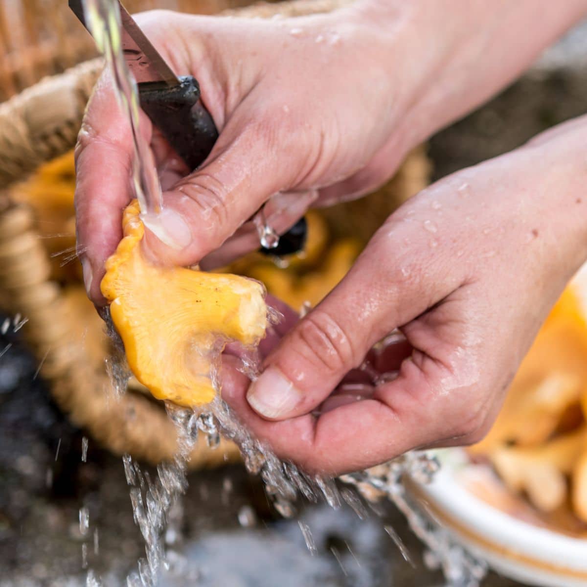 cleaning chanterelles