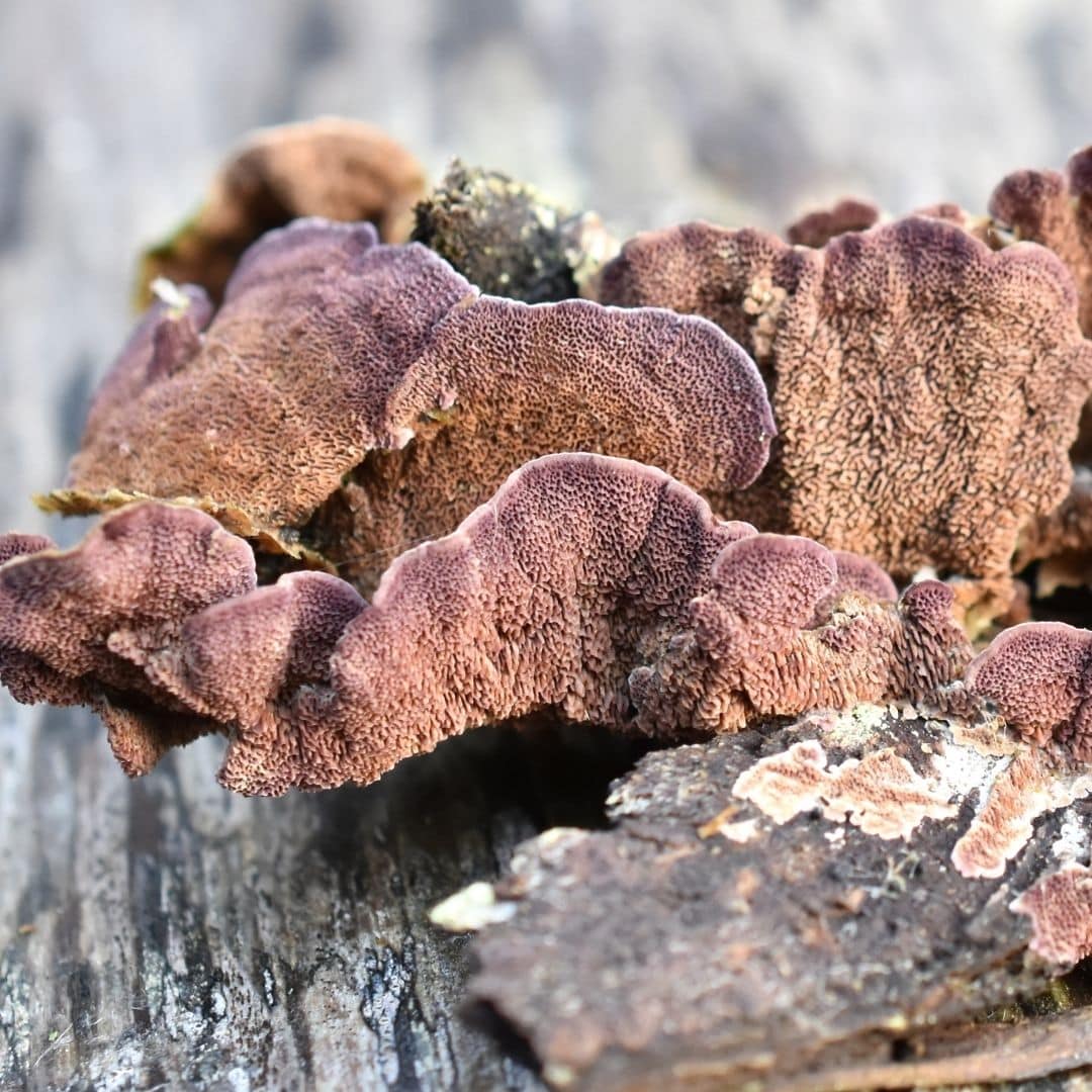 violet tooth polypore