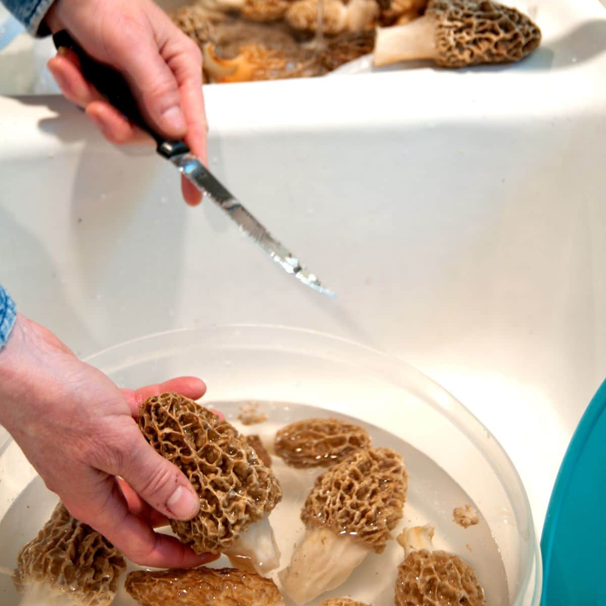 cleaning morels