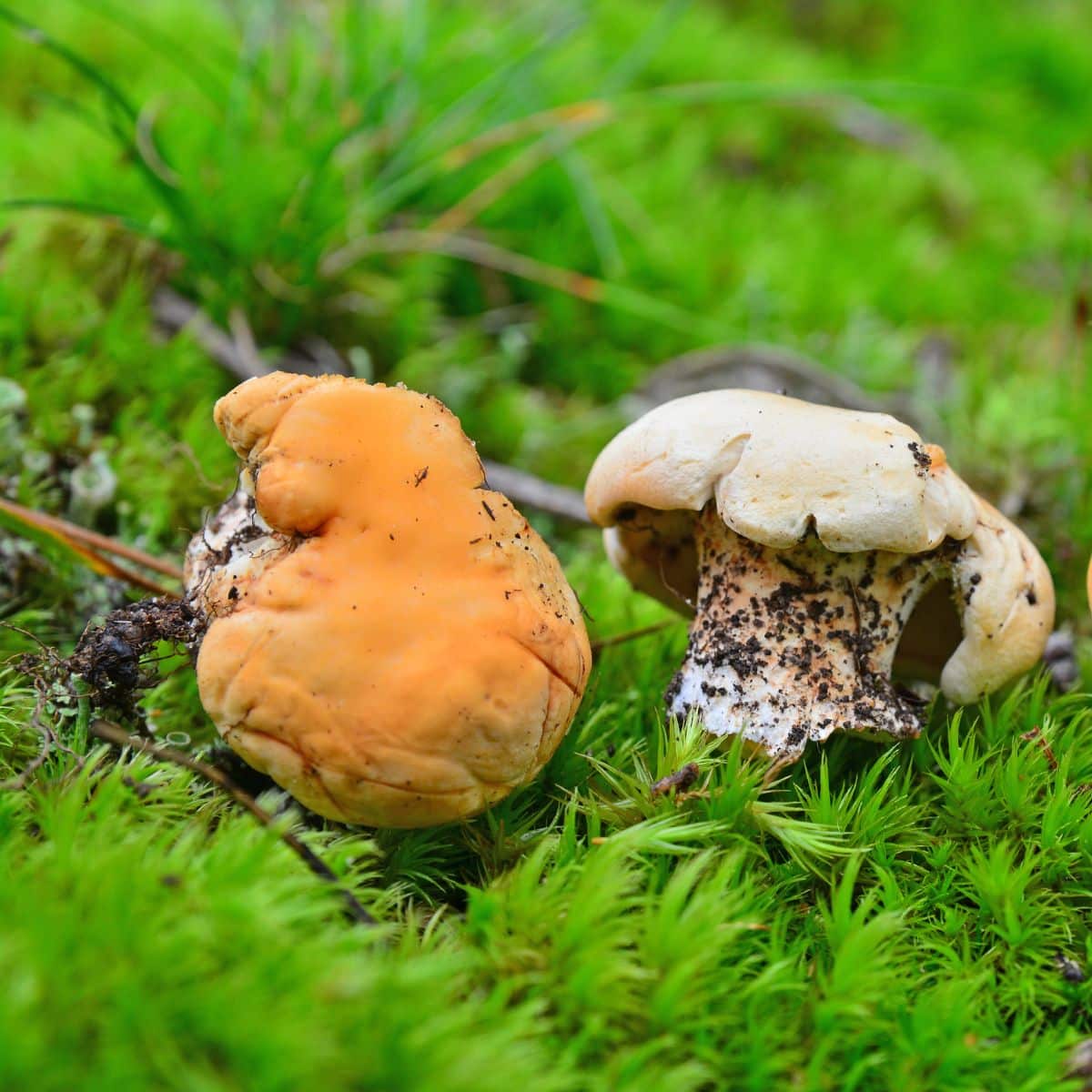 cleaning hedgehog mushrooms