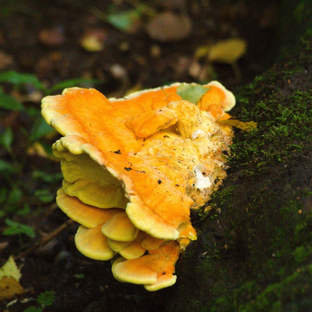 cleaning chicken of the woods