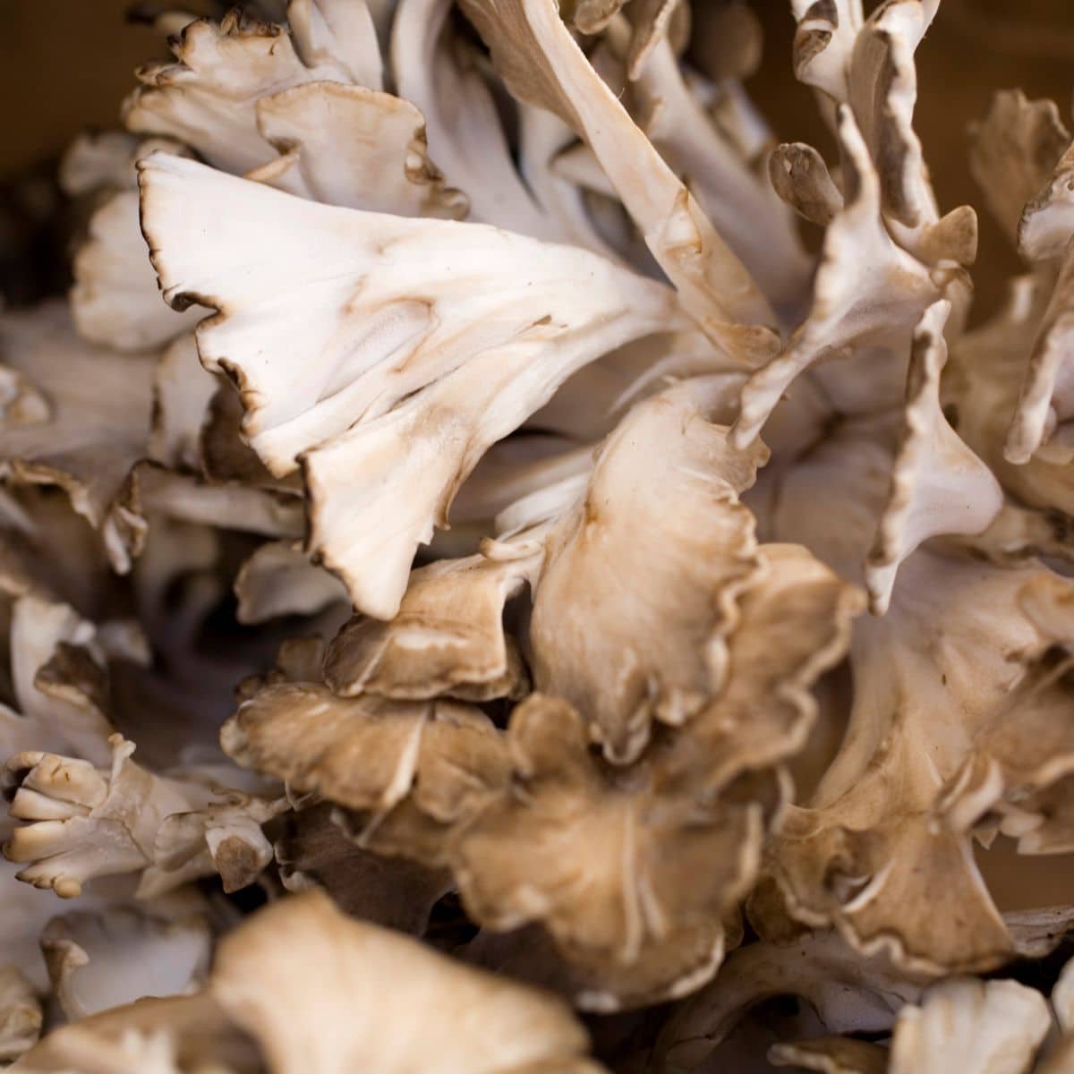 maitake hen of the woods cleaning