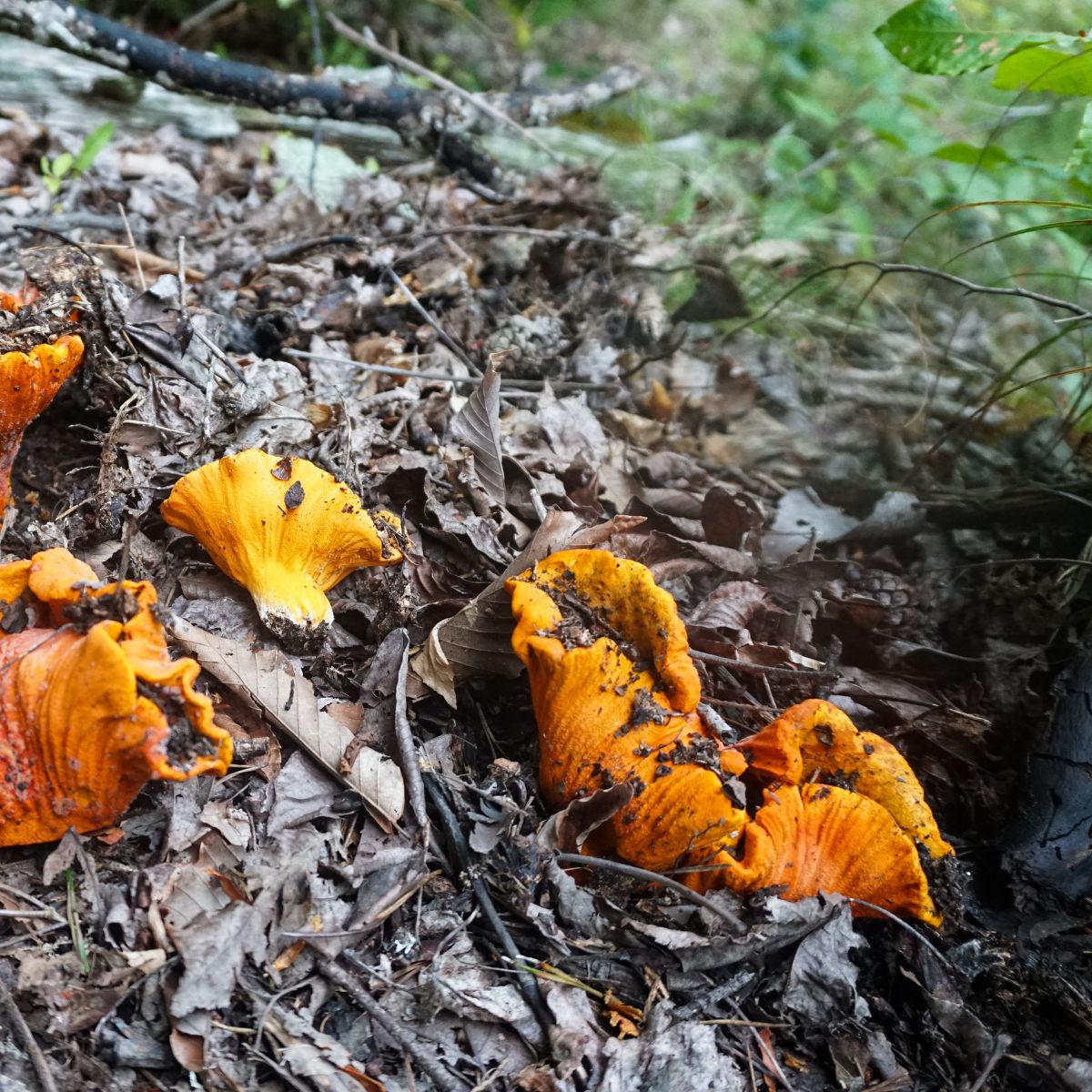 cleaning lobster mushrooms