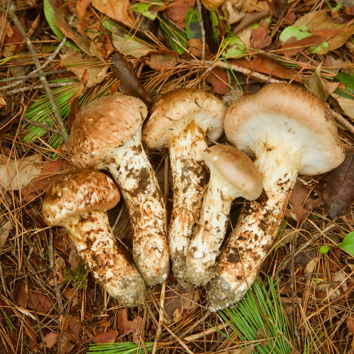 cleaning matsutake