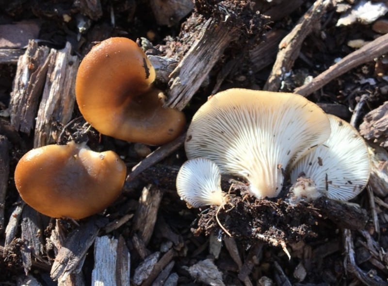 leaflike oyster mushroom