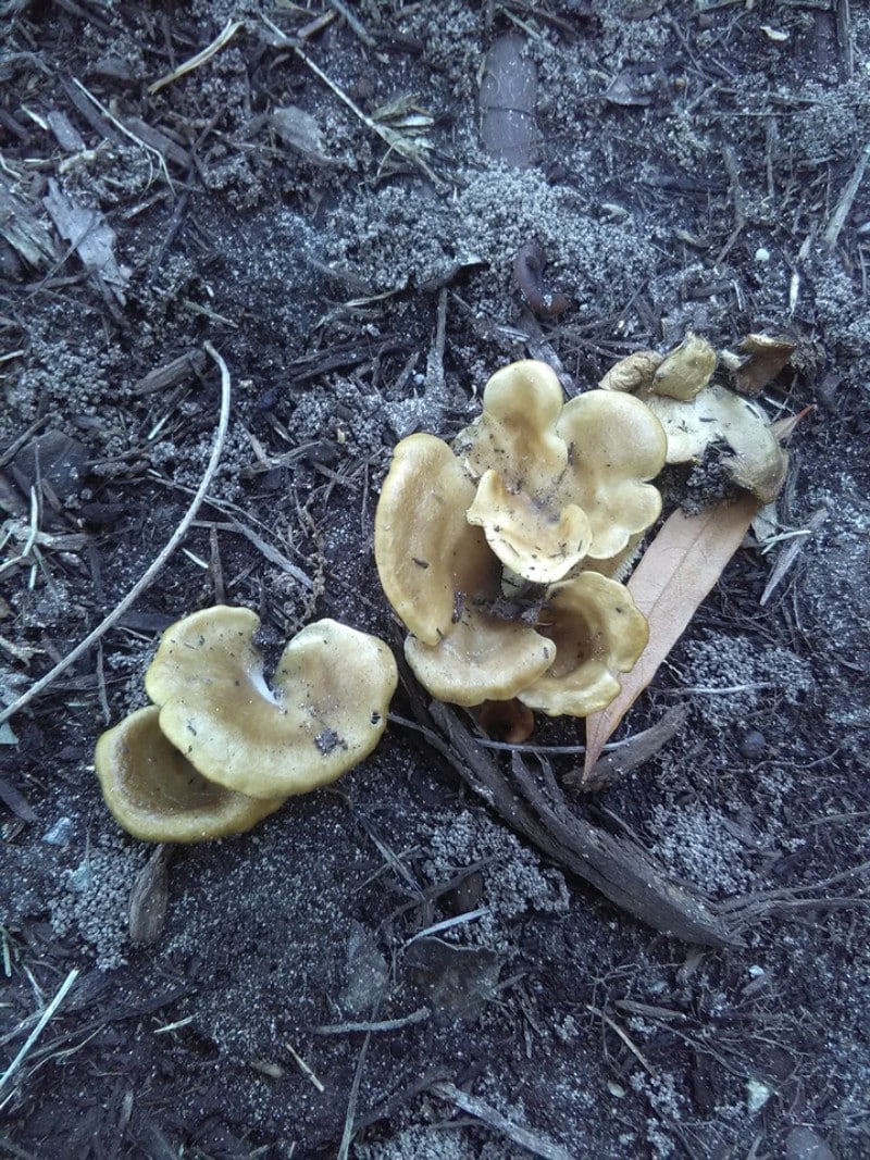 leaflike oysters  Hohenbuehelia petaloides