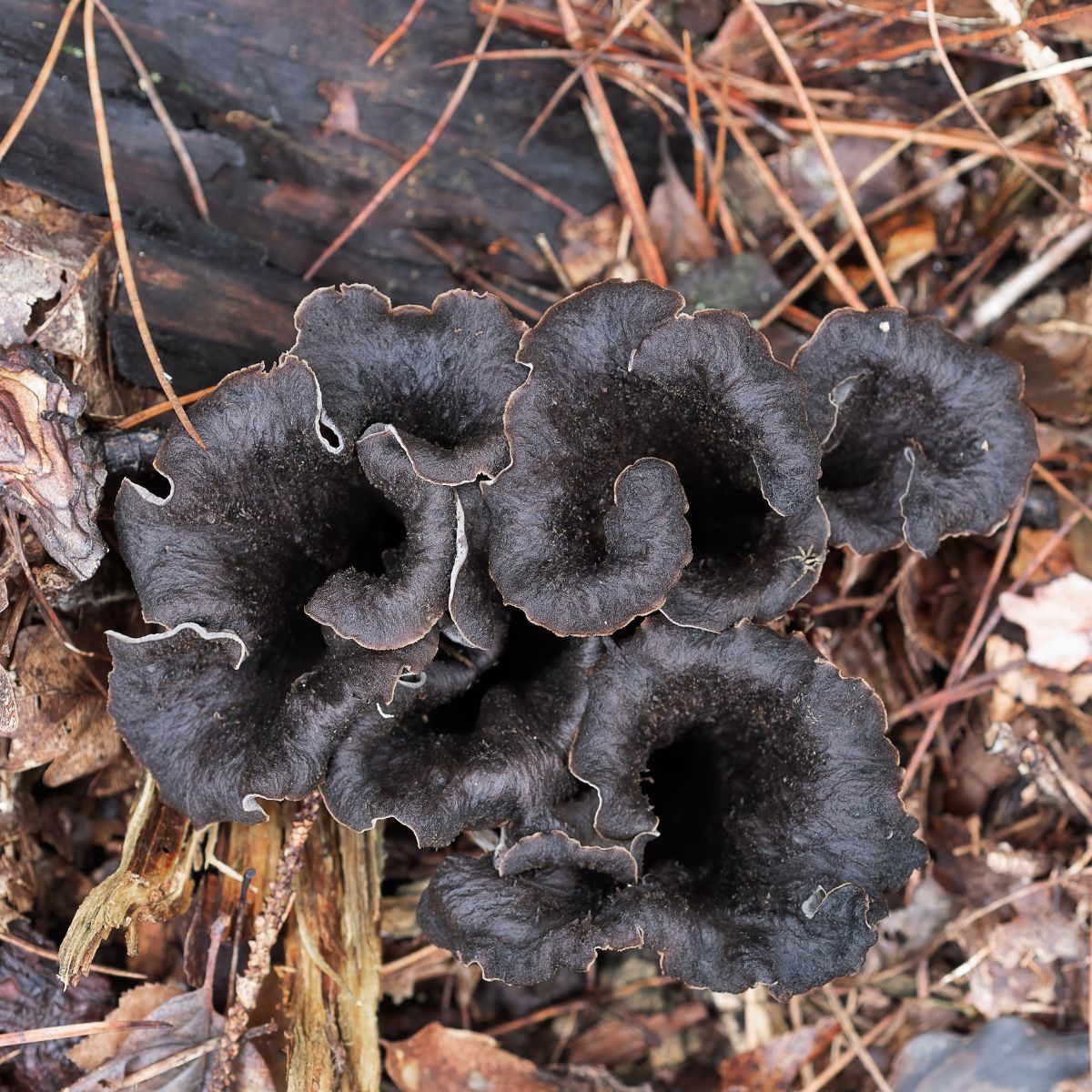 cleaning black trumpets