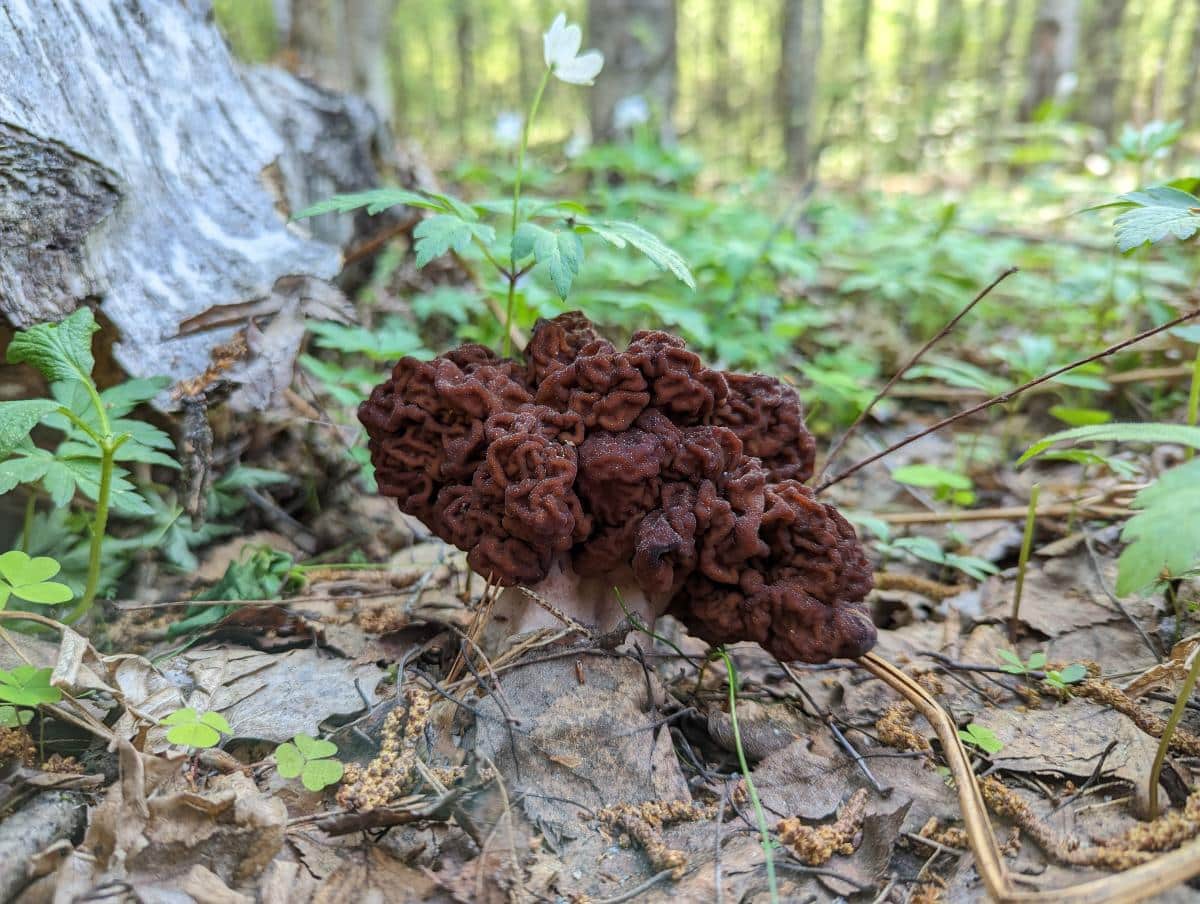 beefy false morel gyromitra esculenta
