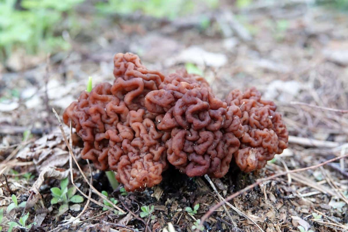 beefy false morel gyromitra esculenta