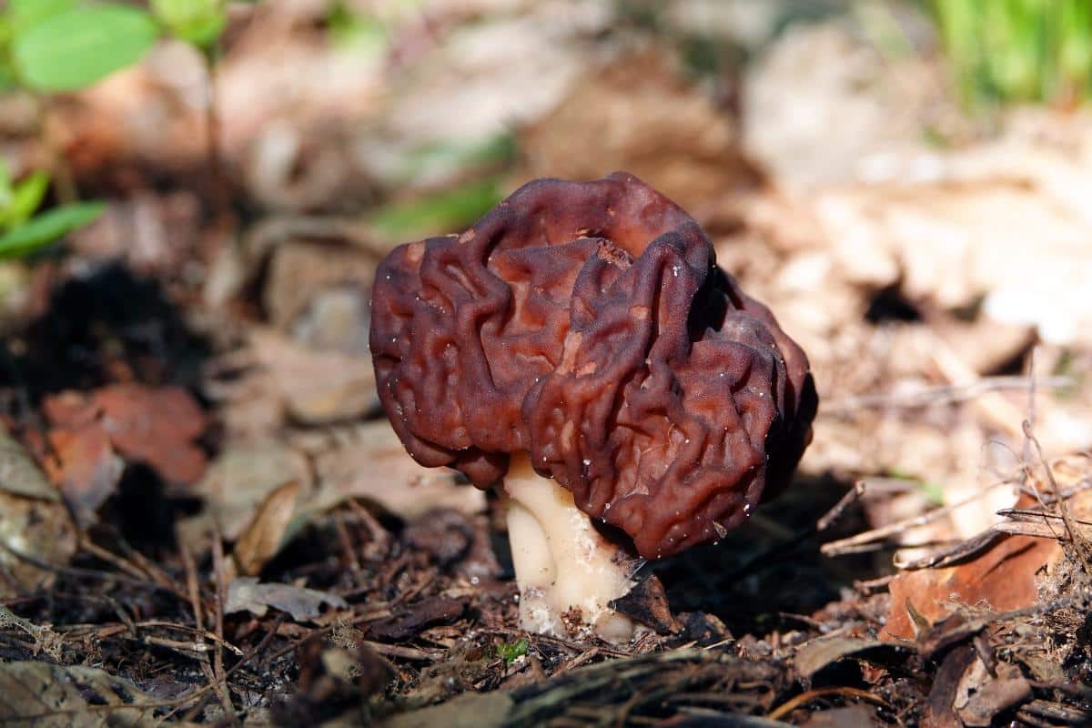 beefy false morel 