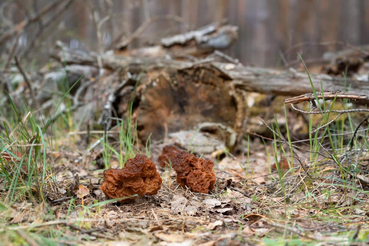 Gyromitra esculenta