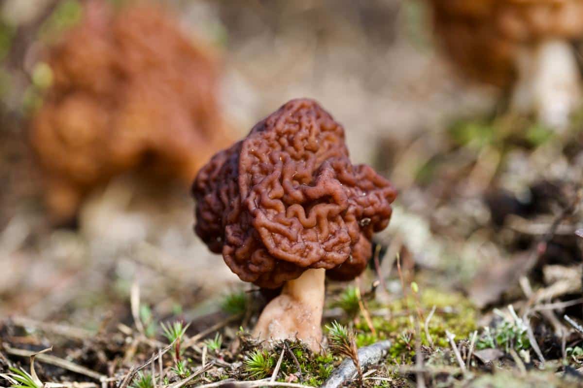 Gyromitra esculenta aka beefy false morel