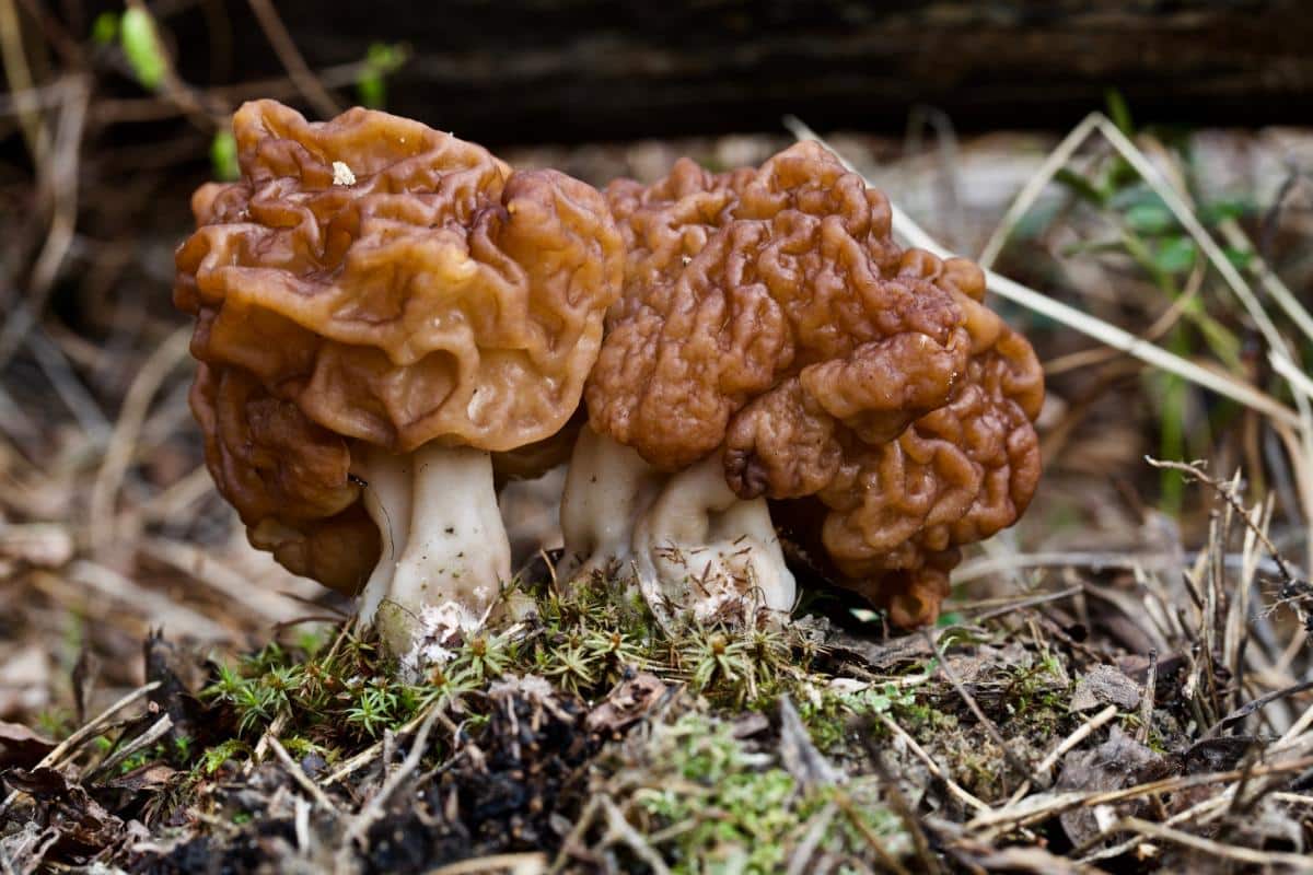 beefy false morel gyromitra esculenta