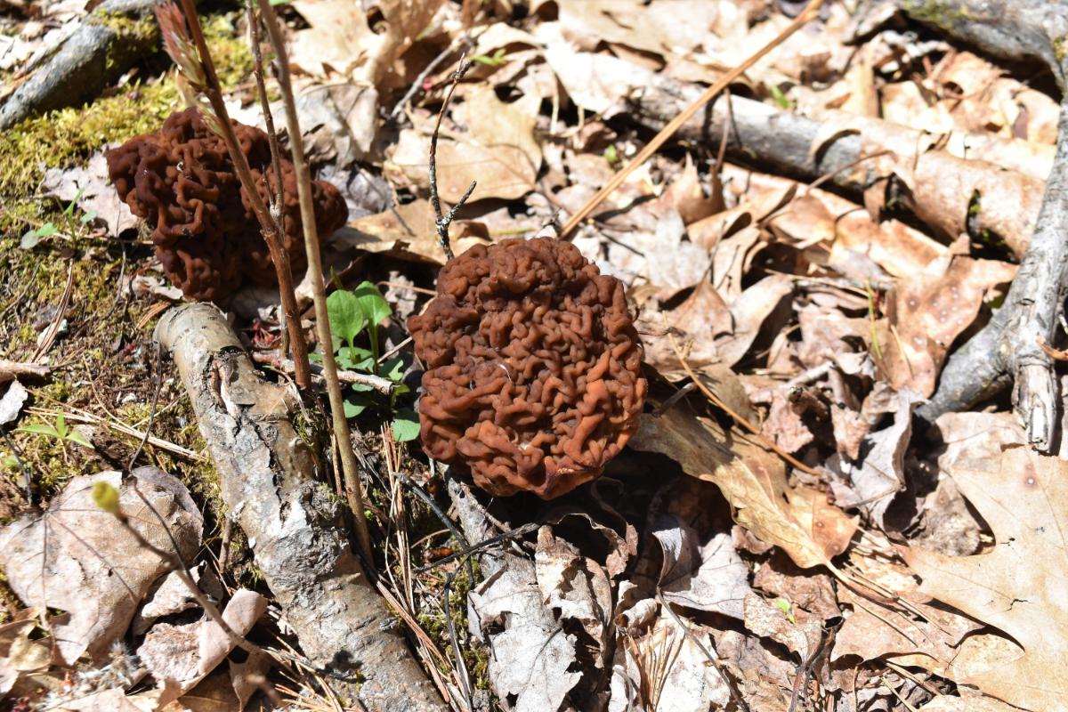 Gyromitra esculenta