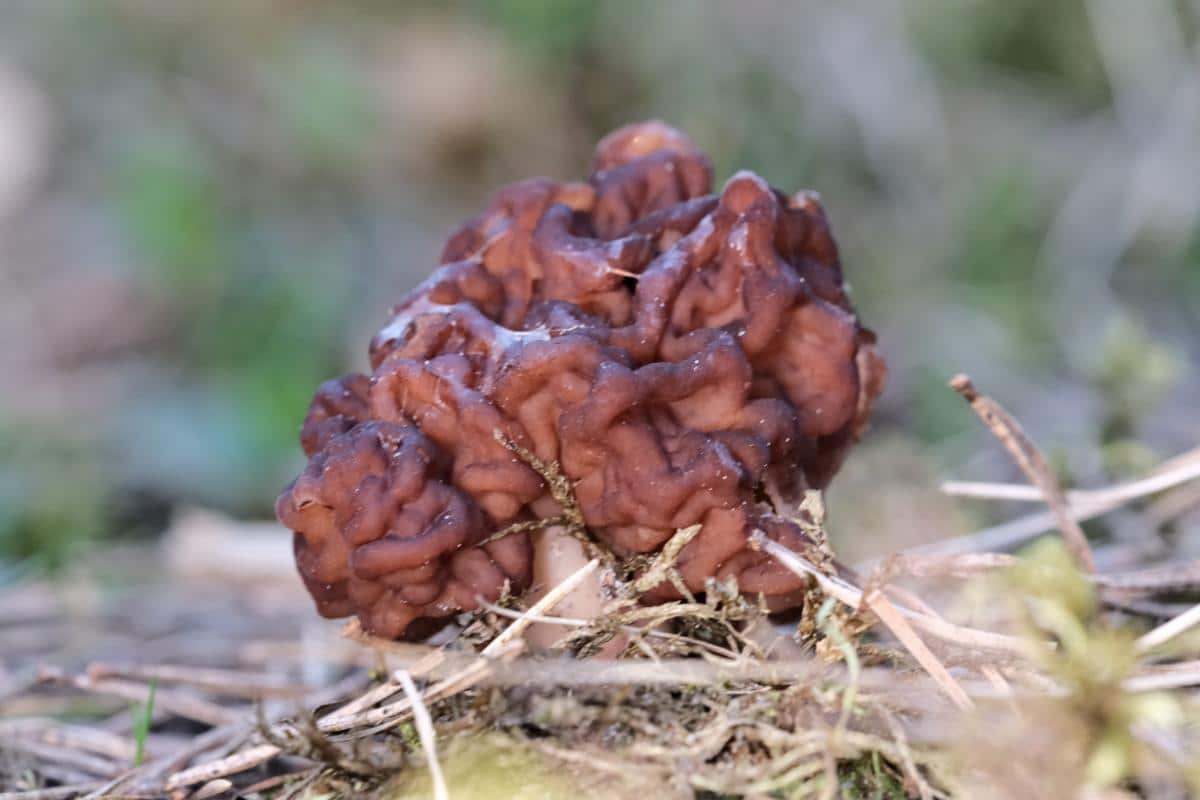 Gyromitra esculenta beefsteak morel