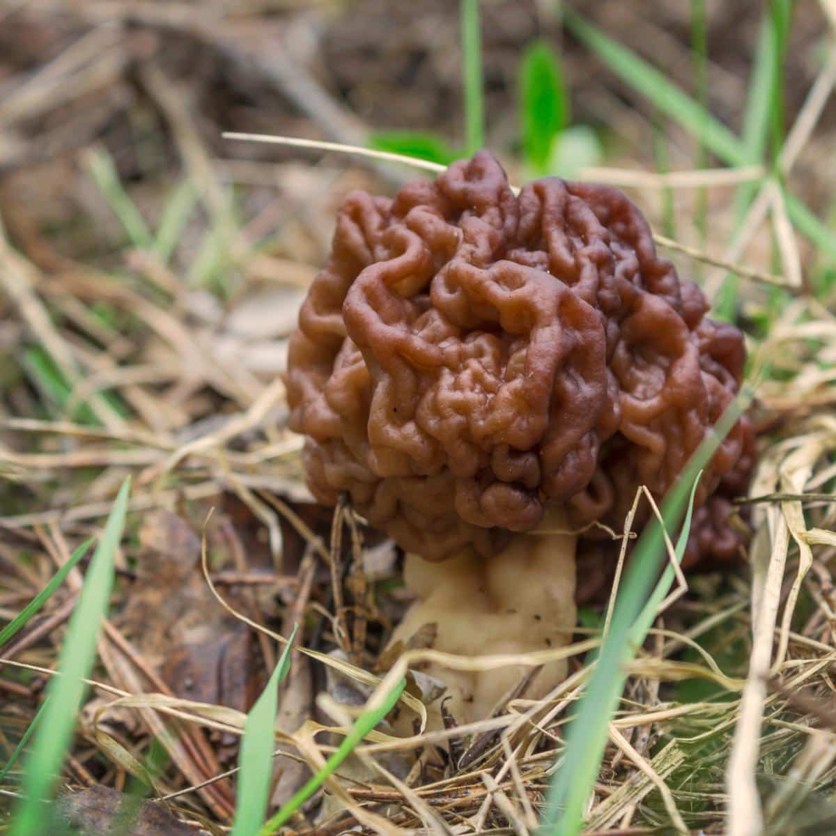 beefy false morel, turban mushroom