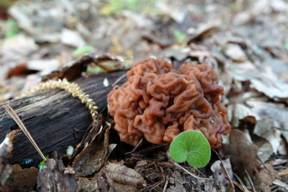 Gyromitra esculenta