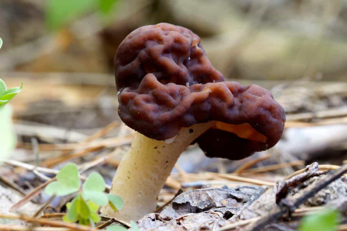 Gyromitra esculenta